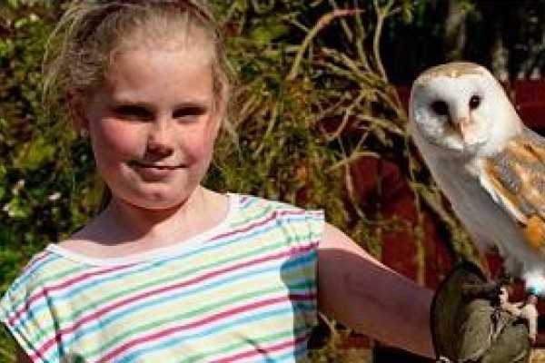 Owls at Kelburn Country Park