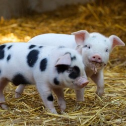 St Werburghs City Farm, Bristol