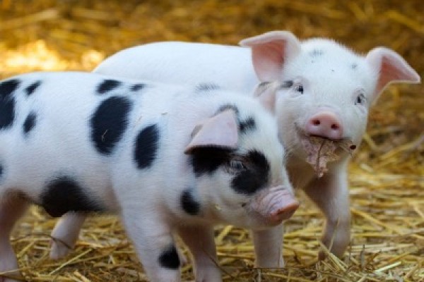 St Werburghs City Farm, Bristol