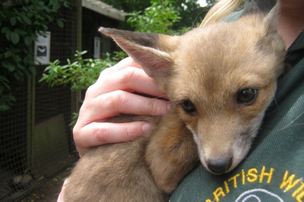 British Wildlife Rescue Centre - nr Stafford