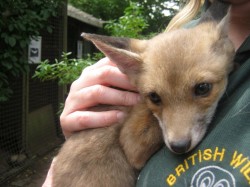 British Wildlife Rescue Centre - nr Stafford