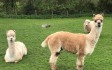kids-days-out-in-wincanton.jpg