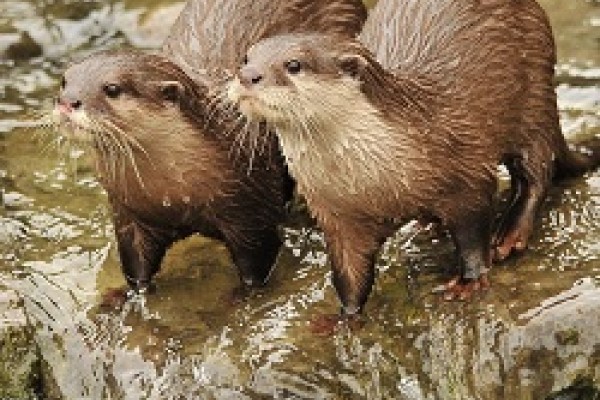 WWT London Wetland Centre