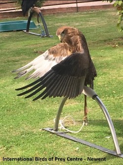 International Centre for Birds of Prey Newent, Gloucestershire