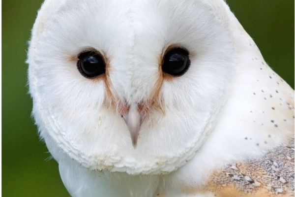 Suffolk Owl Sanctuary, Stonham