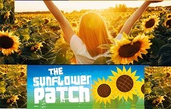 The Sunflower Patch, near Colchester