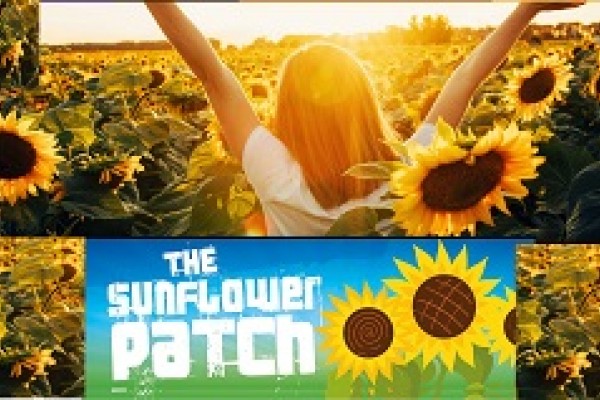 The Sunflower Patch, near Colchester