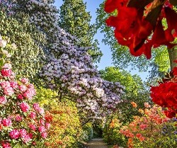 Leonardslee Gardens in Sussex