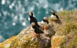 lundy-puffins.jpg