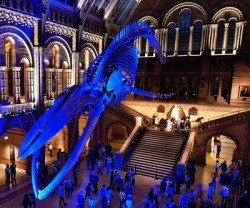 Free Attraction - Natural History Museum