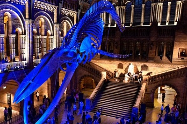 Free Attraction - Natural History Museum