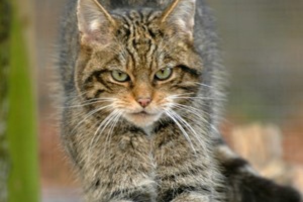 Scottish Wildcat