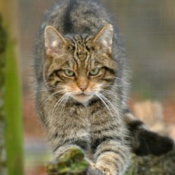 Scottish Wildcat