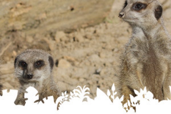 Places to visit kids Cornwall