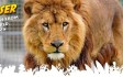 newquayzoo.jpg
