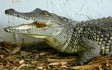 noahs-ark-nile-crocodiles.jpg