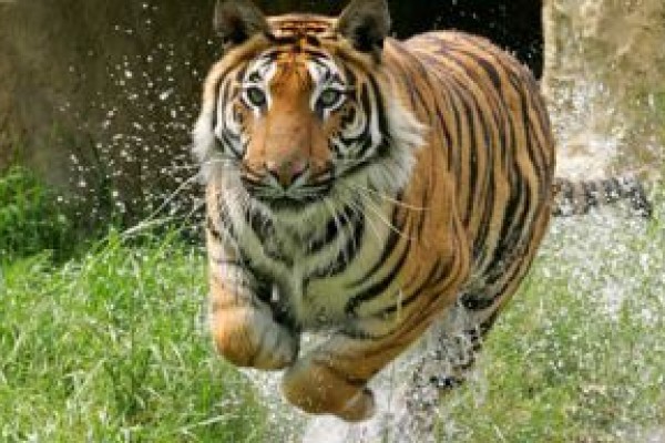 Tiger at Paradise Wildlife Park