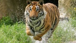 Tiger at Paradise Wildlife Park Tiger at Paradise Wildlife Park