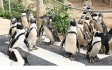 penguins-devon.jpg