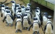 penguins-surrey.jpg