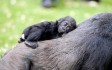 port_lympne_gorilla_baby.jpg