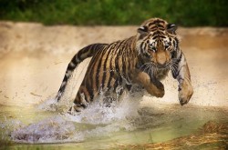 Port Lympne Wildlife Park Port Lympne Wildlife Park