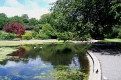 Wildlife pond Queens Park Brighton