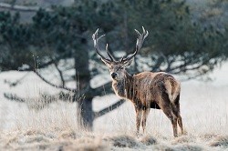 Raby Castle Deer Park