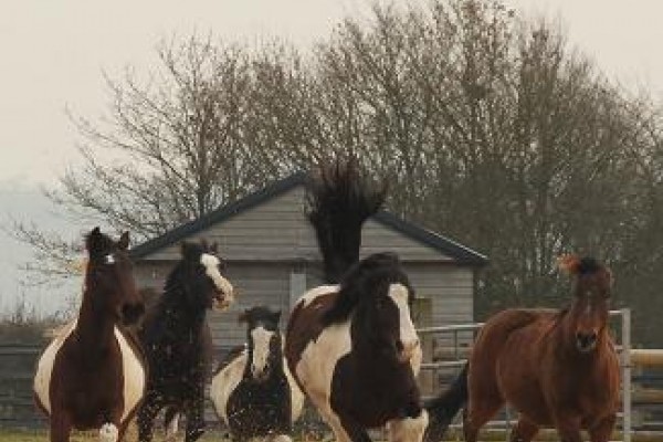 Redwings Horse Sanctuary - Oxhill