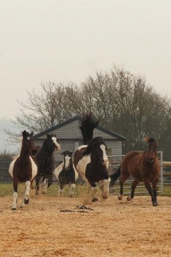 Redwings Horse Sanctuary - Oxhill