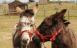 redwings_aylsham_donkey.JPG