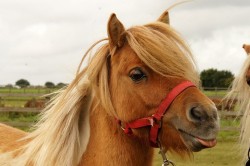 Redwings Horse Sanctuary - Aylsham