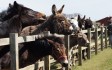 redwings_caldecott_donkeys.jpg