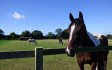 redwings_caldecott_horses.jpg