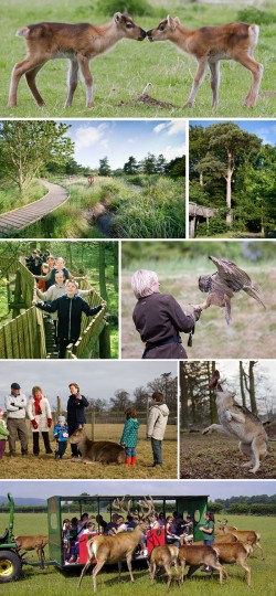 Scottish Deer Centre