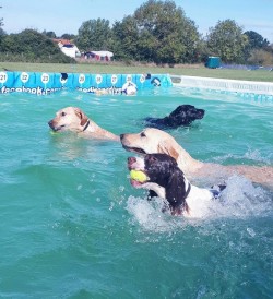 Swimming Pool for dogs Swimming Pool for dogs