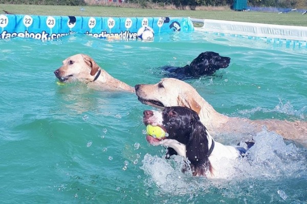 Swimming Pool for dogs