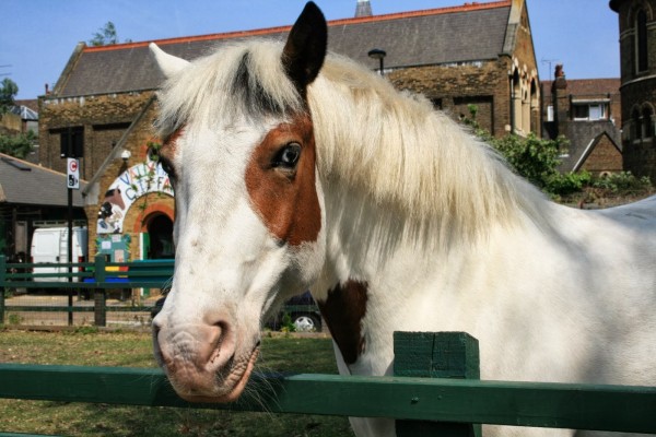 Our horse DJ