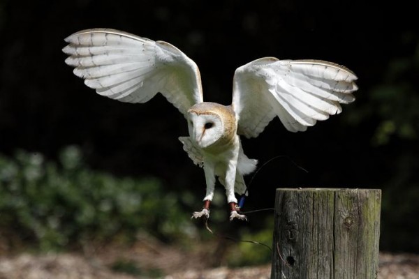 Walworth Castle Birds of Prey
