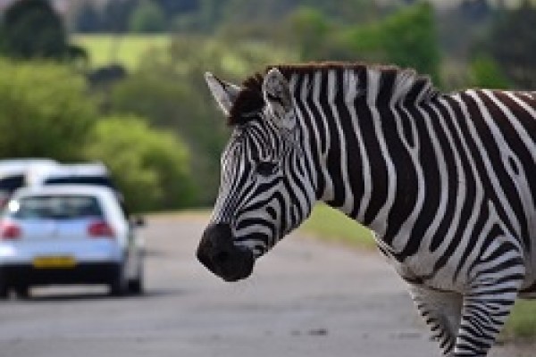 West Midlands Safari Park