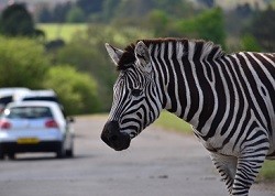 West Midlands Safari Park