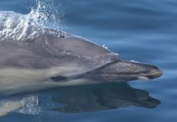 Whale Watching Argyll