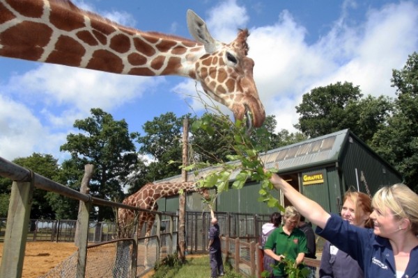 Animal encounters at Whipsnade Zoo Dunstable