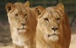 whipsnade_zoo_lions.jpg