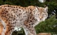 wildlifepark.jpg