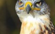 willows-bird-of-prey.jpg