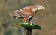 willows-falconry-course.jpg