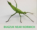 things-to-do-norfolk-bugz-2
