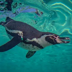 Chester Zoo